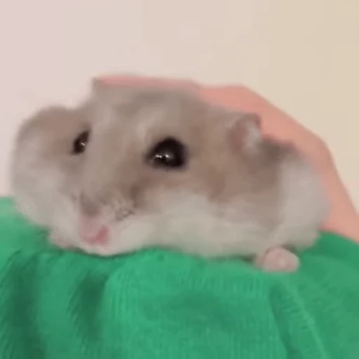 🐹 Стикер «Homa» для Telegram