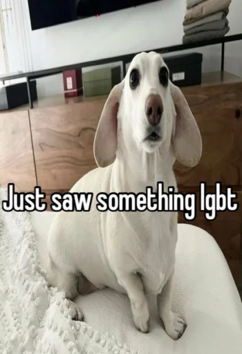 😒 Стикер «homophobic dog» для Telegram