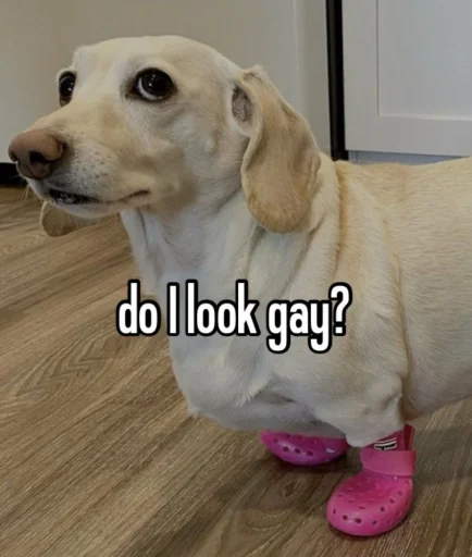 🚫 Стикер «homophobic dog» для Telegram