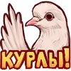 Стикер 46 😎 Maddyson Twitch Emoji