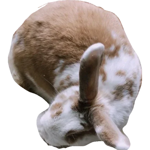🐰 Стикер «Лучший в своем роде» для Telegram