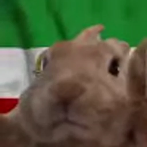🇮🇷 Эмодзи «Rabbit Vibe» для Telegram