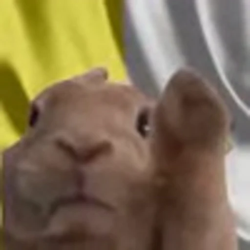 🇻🇦 Эмодзи «Rabbit Vibe» для Telegram