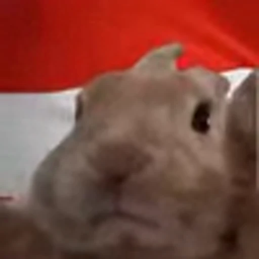 🇦🇹 Эмодзи «Rabbit Vibe» для Telegram