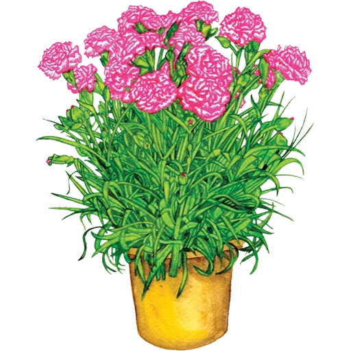 🪴 Стикер «House Plants» для Telegram