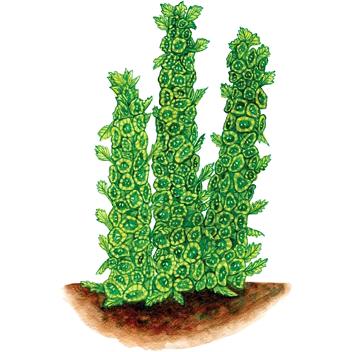 🌱 Стикер «House Plants» для Telegram