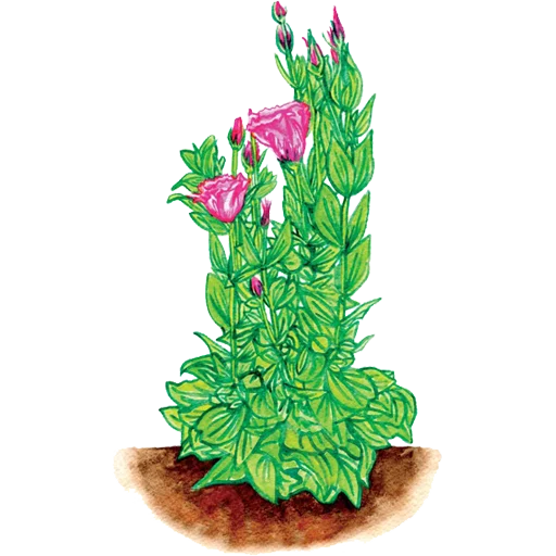 🌱 Стикер «House Plants» для Telegram