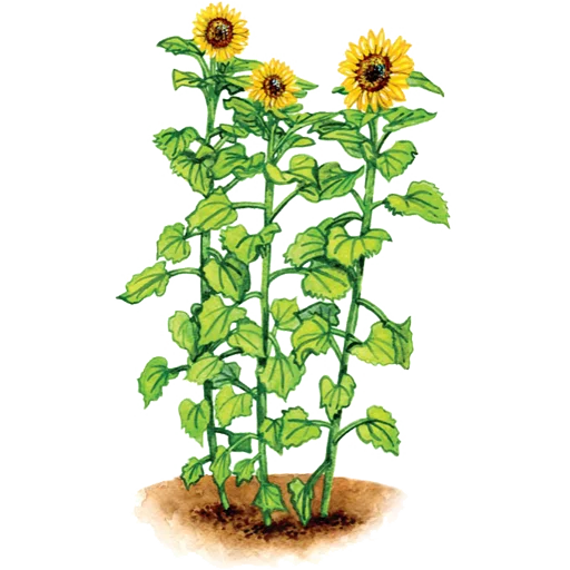 🌻 Стикер «House Plants» для Telegram