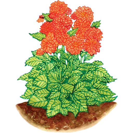 🌱 Стикер «House Plants» для Telegram