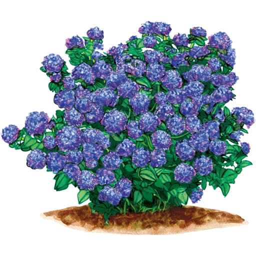 🌱 Стикер «House Plants» для Telegram