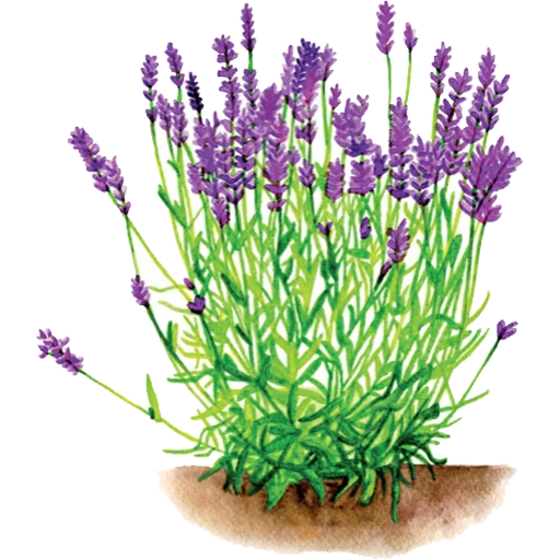 🌱 Стикер «House Plants» для Telegram