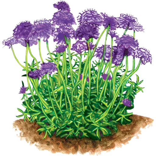 🌱 Стикер «House Plants» для Telegram