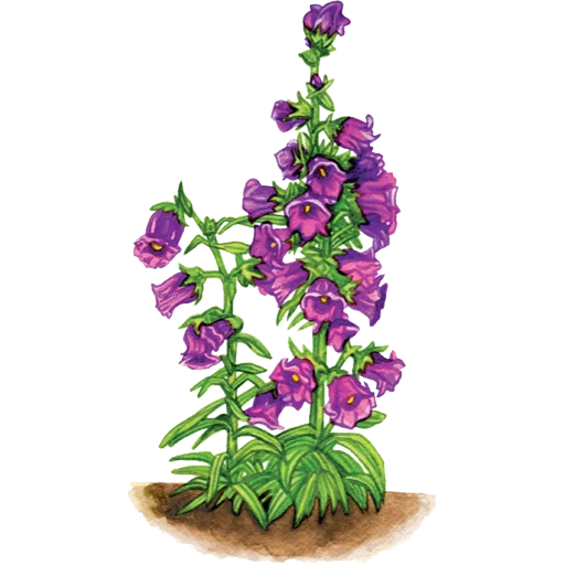 🌱 Стикер «House Plants» для Telegram