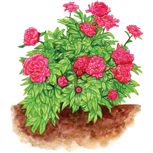 🌱 Стикер «House Plants» для Telegram
