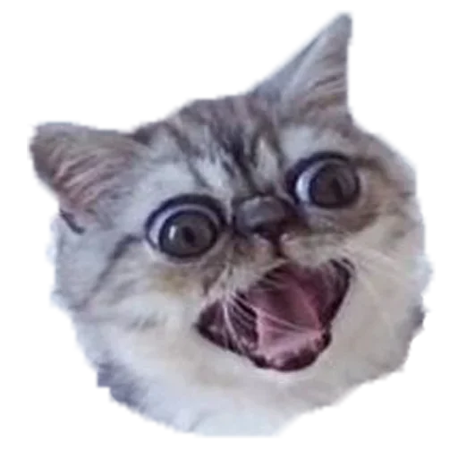 Стикерпак Хозяин Кота ИДИОТ для Telegram