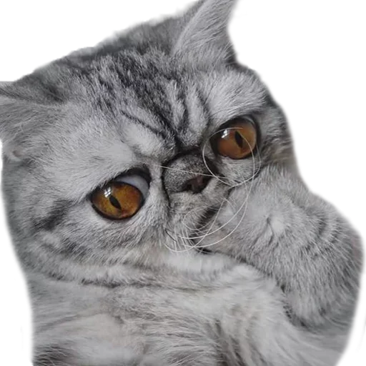 🤨 Стикер «Хозяин Кота ИДИОТ» для Telegram