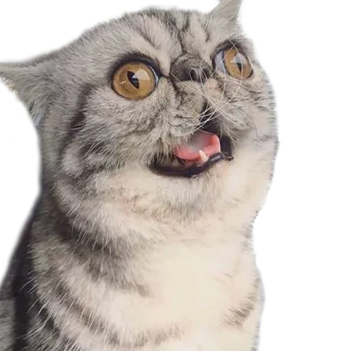 🤪 Стикер «Хозяин Кота ИДИОТ» для Telegram