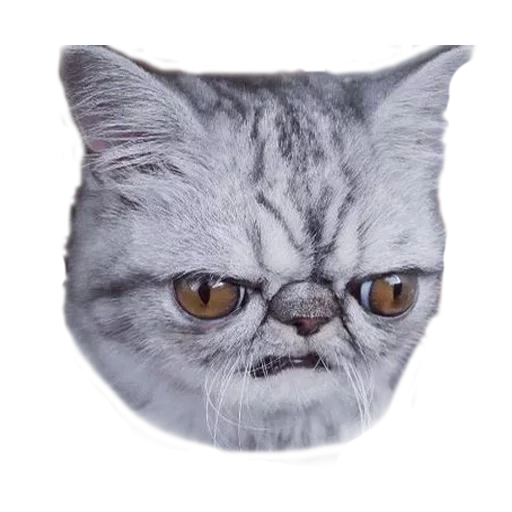 🤩 Стикер «Хозяин Кота ИДИОТ» для Telegram