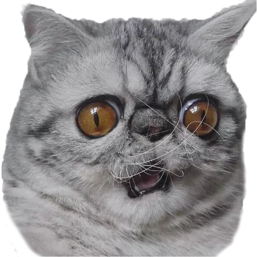 🙁 Стикер «Хозяин Кота ИДИОТ» для Telegram