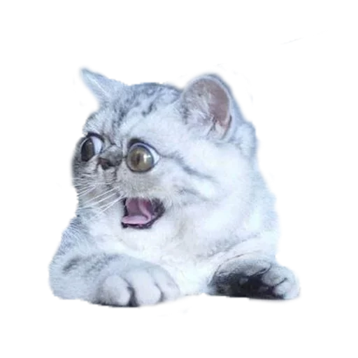 😩 Стикер «Хозяин Кота ИДИОТ» для Telegram