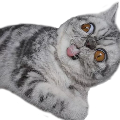 🤪 Стикер «Хозяин Кота ИДИОТ» для Telegram