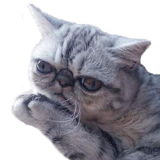 😙 Стикер «Хозяин Кота ИДИОТ» для Telegram