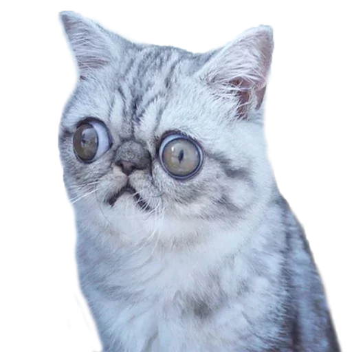 🤪 Стикер «Хозяин Кота ИДИОТ» для Telegram