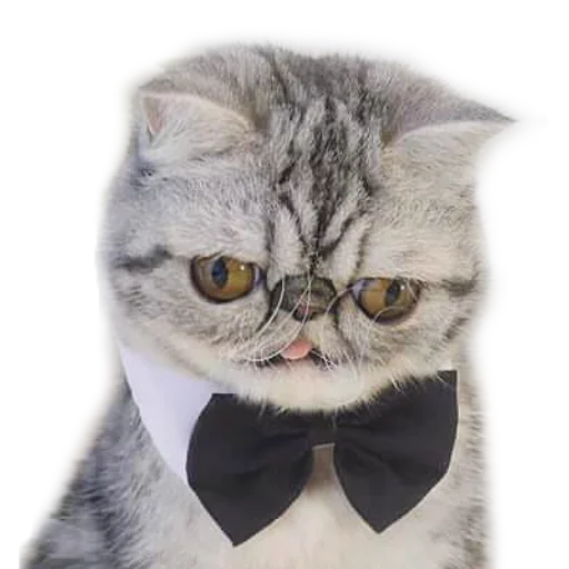 😕 Стикер «Хозяин Кота ИДИОТ» для Telegram