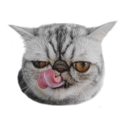 🥳 Стикер «Хозяин Кота ИДИОТ» для Telegram