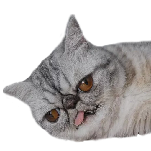 😟 Стикер «Хозяин Кота ИДИОТ» для Telegram