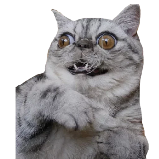 🤨 Стикер «Хозяин Кота ИДИОТ» для Telegram