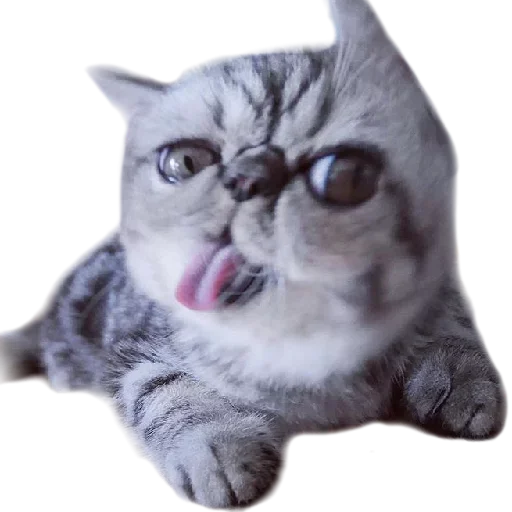 😕 Стикер «Хозяин Кота ИДИОТ» для Telegram