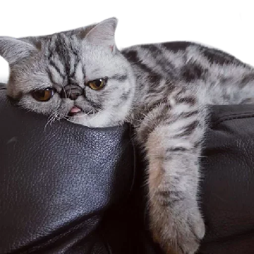😕 Стикер «Хозяин Кота ИДИОТ» для Telegram