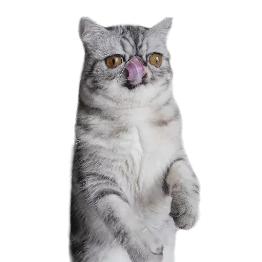 😕 Стикер «Хозяин Кота ИДИОТ» для Telegram