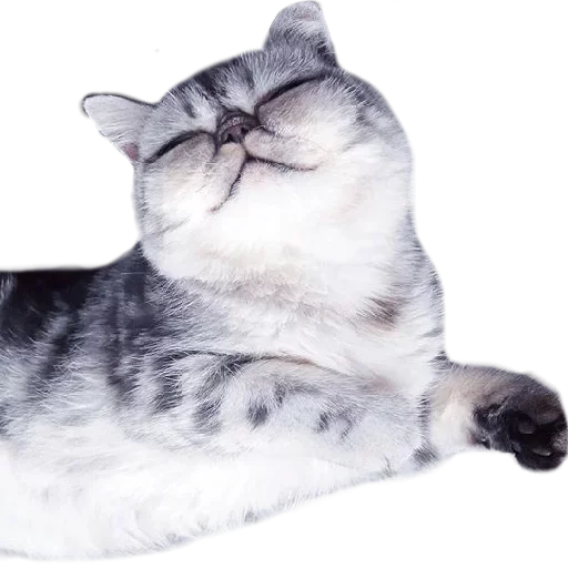 🥳 Стикер «Хозяин Кота ИДИОТ» для Telegram