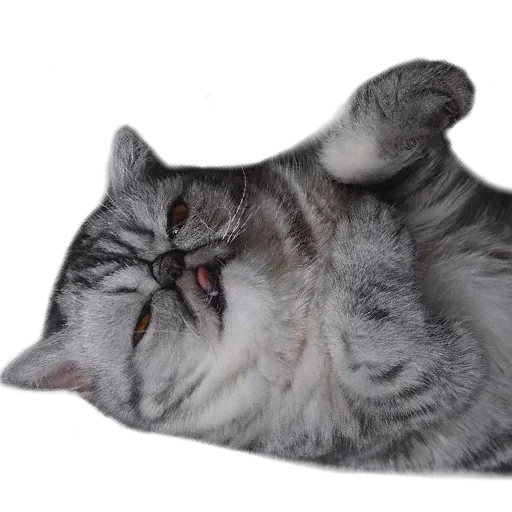😢 Стикер «Хозяин Кота ИДИОТ» для Telegram