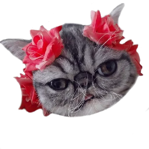 🤩 Стикер «Хозяин Кота ИДИОТ» для Telegram