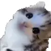 Стикер 2 Cats #cat #cute #girl #memes