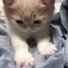 Стикер 11 Cats #cat #cute #girl #memes
