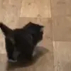 Стикер 13 Cats #cat #cute #girl #memes
