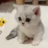 Стикер 14 Cats #cat #cute #girl #memes