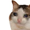 Стикер 6 Cats #cat #cute #girl #memes