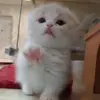 Стикер 15 Cats #cat #cute #girl #memes