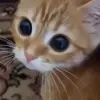 Стикер 36 Cats #cat #cute #girl #memes