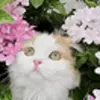 Стикер 30 Cats #cat #cute #girl #memes