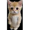 Стикер 19 Cats #cat #cute #girl #memes