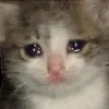 Стикер 27 Cats #cat #cute #girl #memes