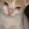 Стикер 48 Cats #cat #cute #girl #memes