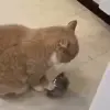 Стикер 12 Cats #cat #cute #girl #memes