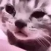 Стикер 10 Cats #cat #cute #girl #memes